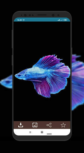 Wallpaper Ikan Cupang screenshot 4