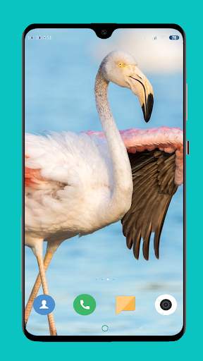 Flamingo wallpaper 4K screenshot 15