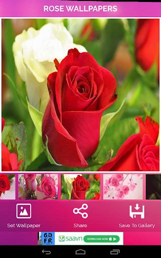 Rose Wallpaper screenshot 9