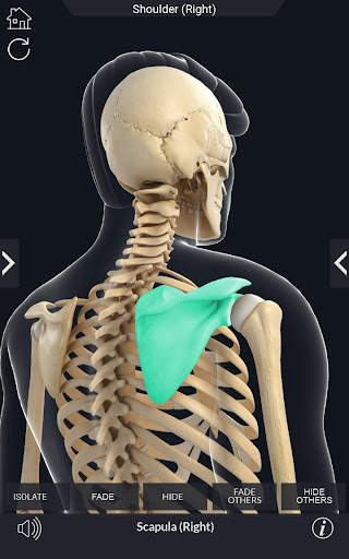 My Skeleton Anatomy screenshot 3