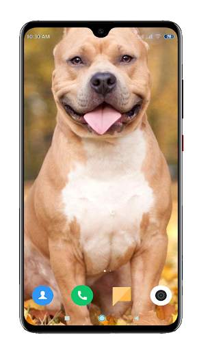 Pitbull Dog Wallpaper HD screenshot 7
