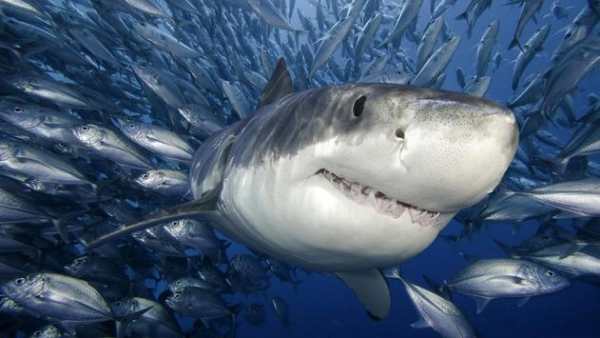 Shark Live Wallpaper screenshot 4
