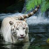 Funny Zoo Puzzle Jigsaw