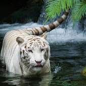 Funny Zoo Puzzle Jigsaw 1.0