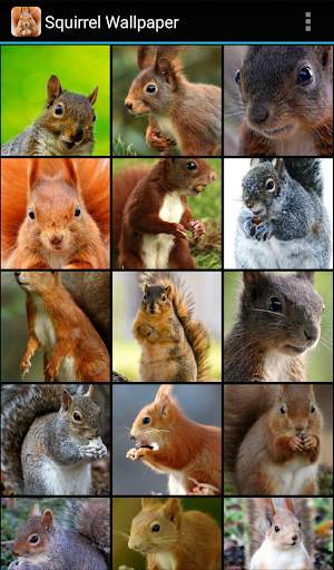 Squirrel Wallpaper screenshot 2