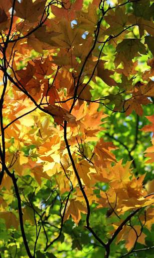 Autumn Wallpaper screenshot 3