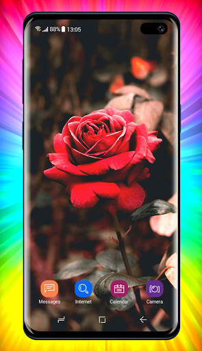 Rose Wallpaper 8 تصوير الشاشة