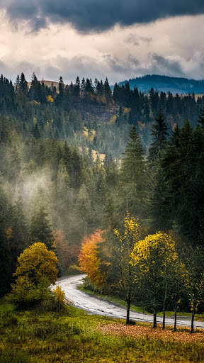 Forest HD Wallpapers 1 تصوير الشاشة