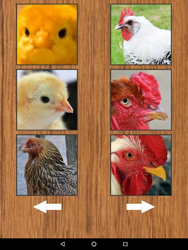 Funny Chicken Rooster Sounds screenshot 10
