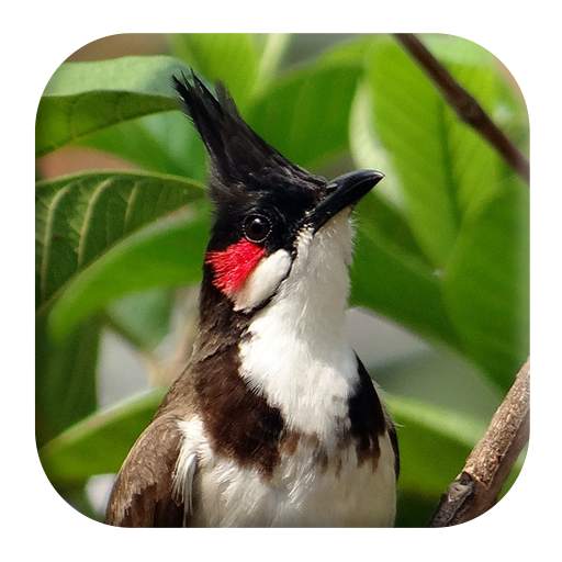 Red-whiskered Bulbul Sounds 1.4
