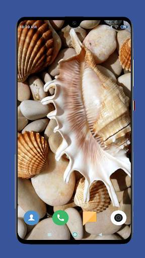 Seashell Wallpaper HD screenshot 5