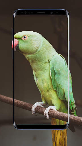 Parrot Wallpaper 6 تصوير الشاشة