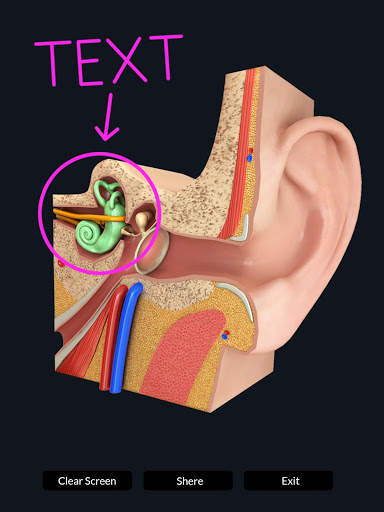 My Ear Anatomy screenshot 12