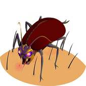 Funny Insect