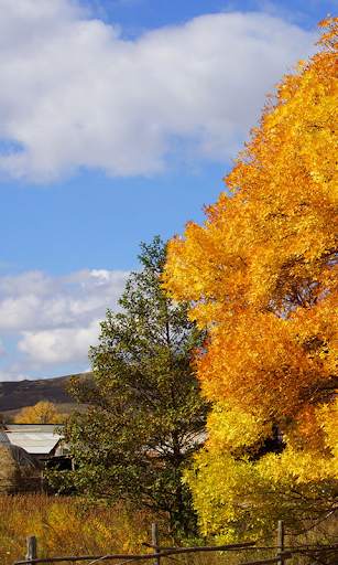 Autumn Live Wallpaper (wallpapers & backgrounds) screenshot 3