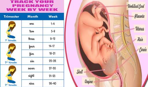 pregnancy app screenshot 1