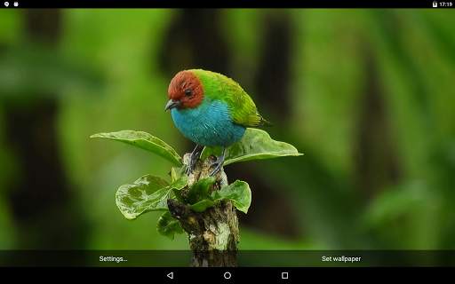 Beautiful Bird Live Wallpaper screenshot 3