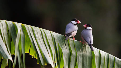 Birds Live Wallpaper : 7fon & LWP स्क्रीनशॉट 9