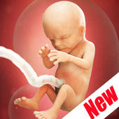 Weeks Pregnant Guide icon
