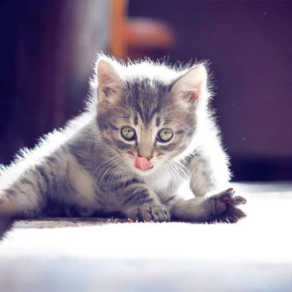 Cat Live Wallpaper screenshot 1