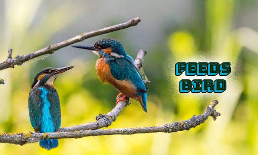 Feeds Bird screenshot 2