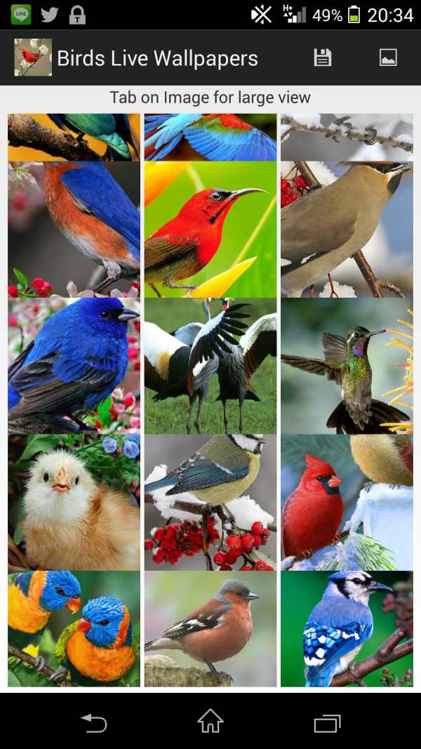 Birds Live Wallpapers screenshot 4