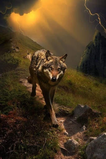 Wolf Wallpaper screenshot 3
