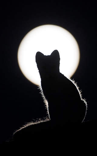 Black Wallpapers | hd backgrounds screenshot 6