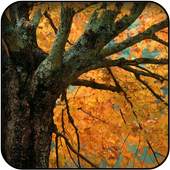 Maple wallpapers 26