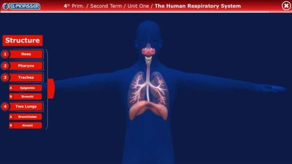 El-Moasser Respiratory System 3D screenshot 1