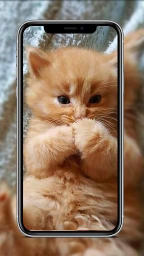 Cute Cat & Kitten Wallpaper HD OFFLINE screenshot 3
