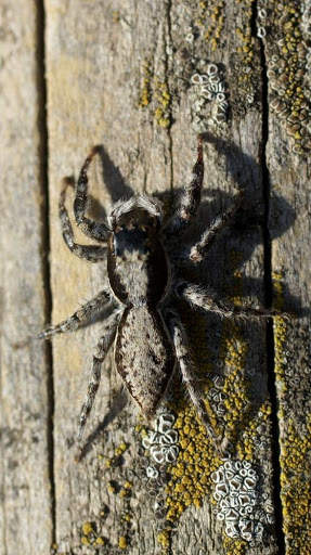 Spider Wallpapers screenshot 3