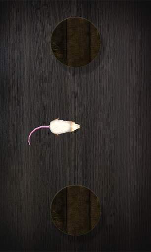 Mouse on the Screen for a Cat screenshot 2