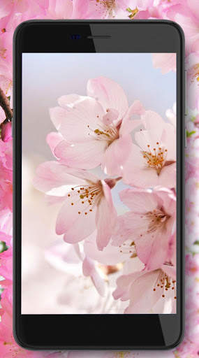 Cherry Sakura screenshot 2