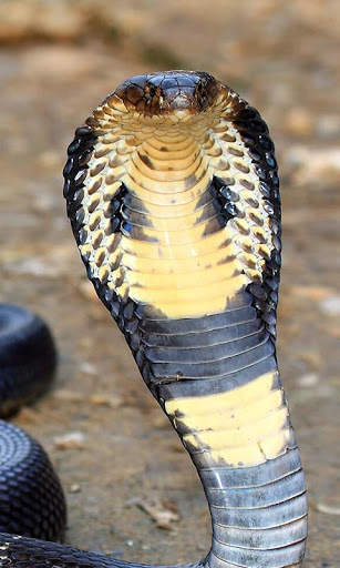 Cobra Wallpaper screenshot 5