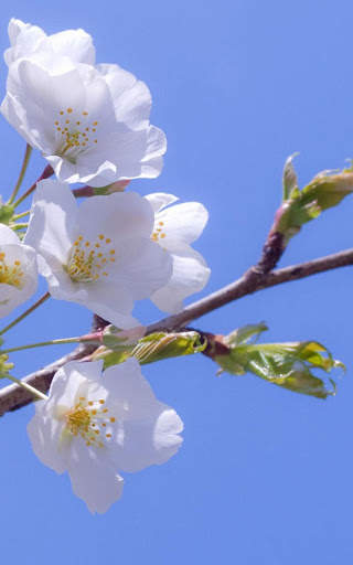 Spring Flowers Live Wallpaper screenshot 5