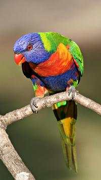 Birds HD Wallpapers स्क्रीनशॉट 6