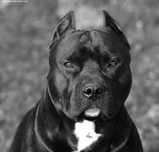 Pitbull HD Wallpaper New 2019 screenshot 1