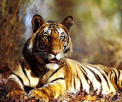 Tiger Live Wallpaper screenshot 3