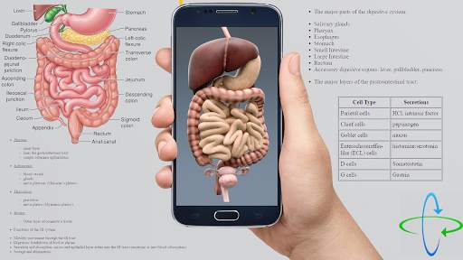 Human anatomy 3D : Organs and Bones screenshot 4