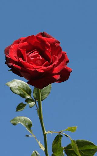 Red Rose Wallpaper screenshot 15