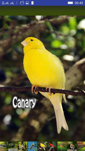 Bird Sounds screenshot 5