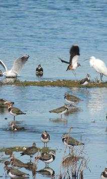 Lapwing wallpapers screenshot 4