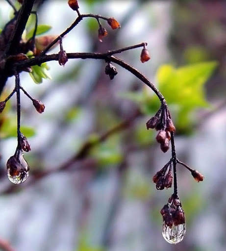 Spring Wallpapers HD screenshot 8