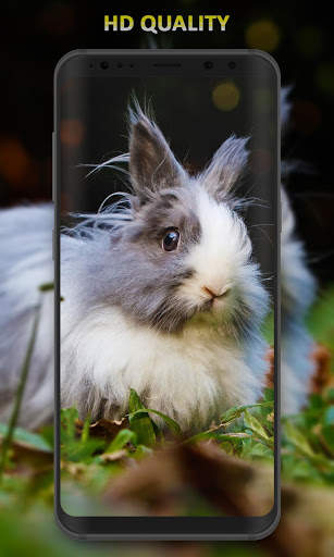 Rabbit Wallpaper screenshot 5