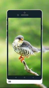 Bird Wallpaper screenshot 5