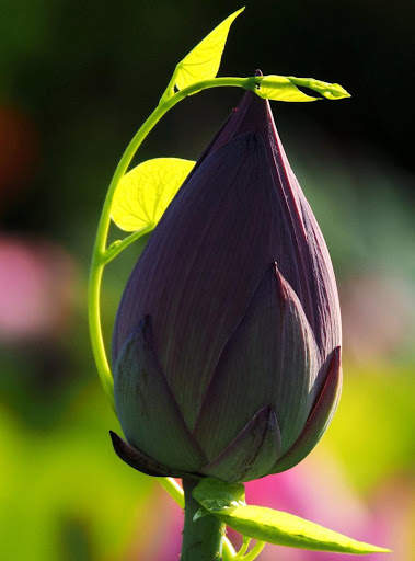 Lotus Live Wallpaper screenshot 1