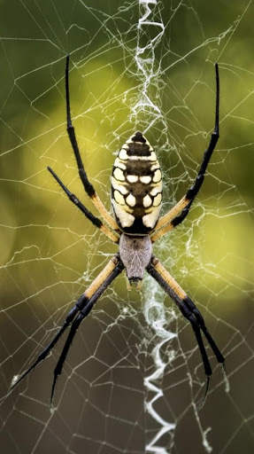 Spider Wallpapers screenshot 6