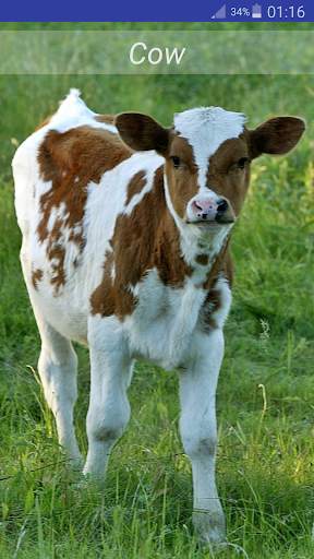 Baby Animal Sounds screenshot 9