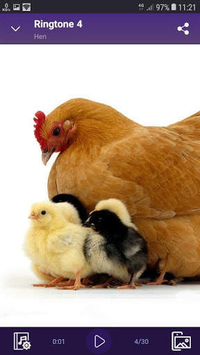 Hen sounds for Ringtones and Wallpapers screenshot 3